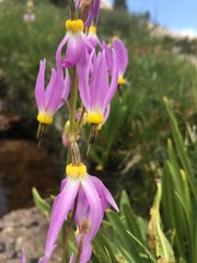 Primula tetrandra