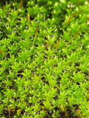 Syntrichia montana