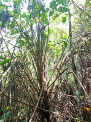 Sphaeropteris lepifera