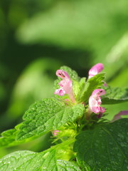 Lamium purpureum