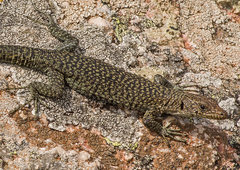 Archaeolacerta bedriagae paessleri