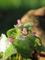 Lamium purpureum