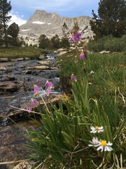 Primula tetrandra
