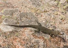 Archaeolacerta bedriagae paessleri