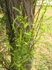 Salix chilensis