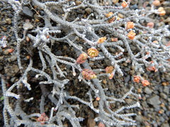 Pimelea microphylla