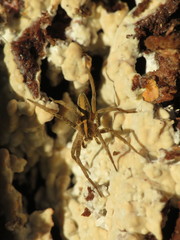 Pisaura mirabilis