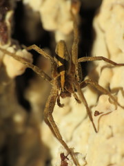 Pisaura mirabilis