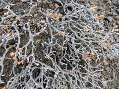 Pimelea microphylla