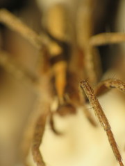 Pisaura mirabilis