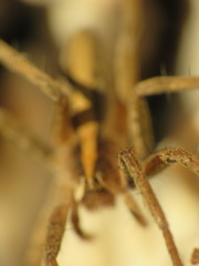 Pisaura mirabilis