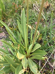 Primula tetrandra