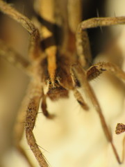 Pisaura mirabilis
