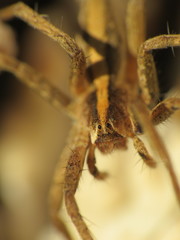 Pisaura mirabilis