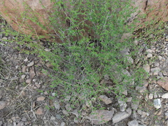 Euphorbia magdalenae