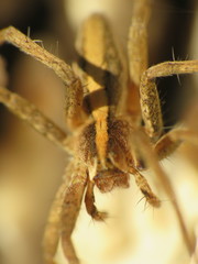Pisaura mirabilis