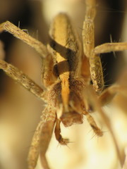 Pisaura mirabilis