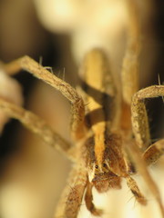 Pisaura mirabilis