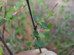 Euphorbia magdalenae