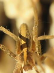 Pisaura mirabilis