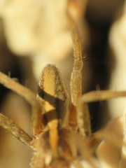 Pisaura mirabilis