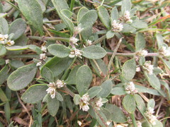 Alternanthera halimifolia