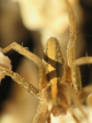 Pisaura mirabilis