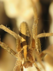 Pisaura mirabilis
