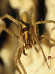 Pisaura mirabilis