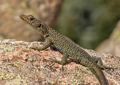 Archaeolacerta bedriagae paessleri