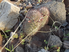 Mammillaria schumannii