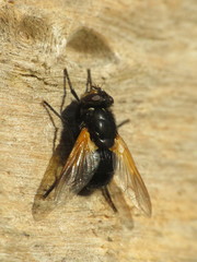 Mesembrina meridiana