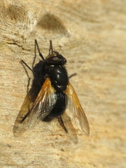 Mesembrina meridiana