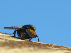 Mesembrina meridiana