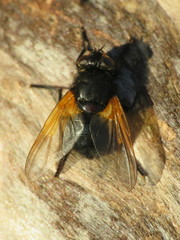 Mesembrina meridiana