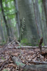 Epipactis microphylla