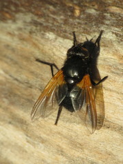 Mesembrina meridiana