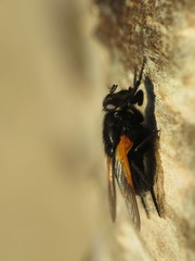 Mesembrina meridiana