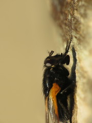 Mesembrina meridiana