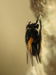 Mesembrina meridiana