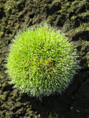 Grimmia pulvinata