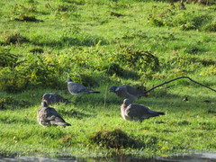Columba palumbus