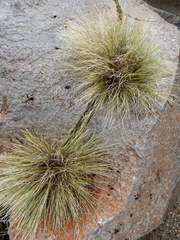 Rytidosperma setifolium