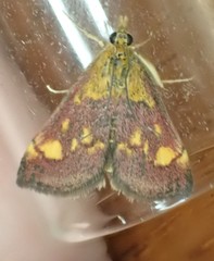 Pyrausta aurata