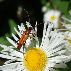Stenurella septempunctata