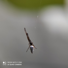 Argyrodes antipodianus