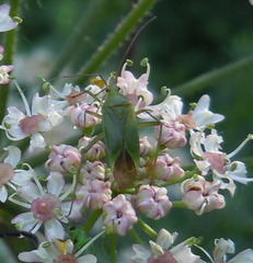 Calocoris