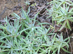 Dudleya virens hassei
