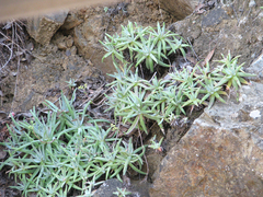 Dudleya virens hassei