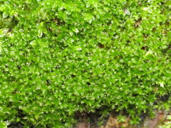 Syntrichia virescens